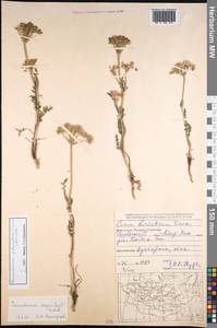 Peucedanum puberulum (Turcz.) Turcz. ex Schischk., Mongolia (MONG) (Mongolia)