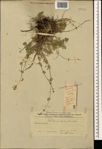 Asperula prostrata (Adams) K.Koch, Caucasus, Azerbaijan (K6) (Azerbaijan)