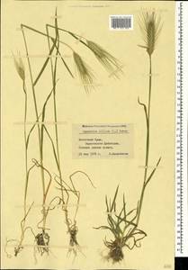 Dasypyrum villosum (L.) Borbás, Crimea (KRYM) (Russia)