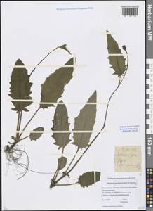 Hieracium, Eastern Europe, Moscow region (E4a) (Russia)