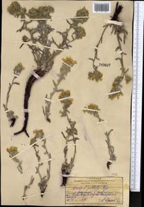 Arnebia guttata Bunge, Middle Asia, Pamir & Pamiro-Alai (M2) (Tajikistan)