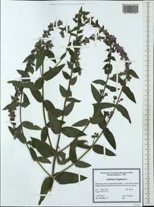 Lythrum virgatum L., Western Europe (EUR) (North Macedonia)