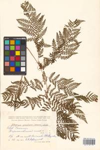 Athyrium spinulosum (Maxim.) Milde, Siberia, Russian Far East (S6) (Russia)