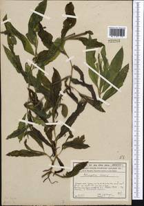 Potamogeton lucens L., Middle Asia, Syr-Darian deserts & Kyzylkum (M7) (Kazakhstan)