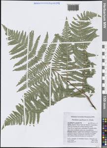 Pteridium aquilinum (L.) Kuhn, Western Europe (EUR) (Spain)