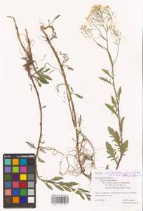 Rorippa × armoracioides (Tausch) Fuss, Eastern Europe, Central region (E4) (Russia)