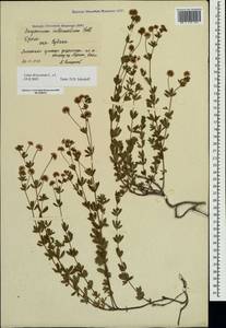 Dorycnium pentaphyllum subsp. herbaceum (Vill.)Rouy, Crimea (KRYM) (Russia)