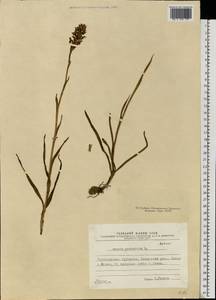 Anacamptis coriophora (L.) R.M.Bateman, Pridgeon & M.W.Chase, Eastern Europe, North Ukrainian region (E11) (Ukraine)