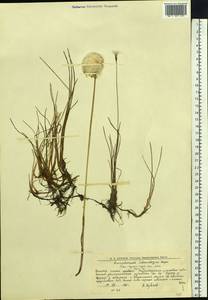 Eriophorum scheuchzeri Hoppe, Eastern Europe, Northern region (E1) (Russia)
