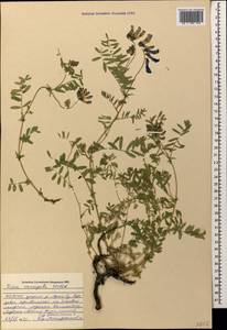 Vicia variegata subsp. variegata, Caucasus, Stavropol Krai, Karachay-Cherkessia & Kabardino-Balkaria (K1b) (Russia)