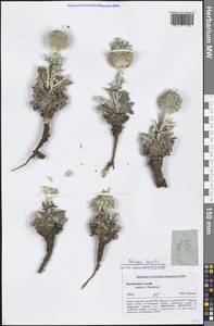 Echinops humilis M. Bieb., Siberia, Altai & Sayany Mountains (S2) (Russia)