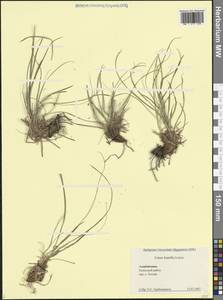 Carex humilis Leyss., Caucasus, Azerbaijan (K6) (Azerbaijan)