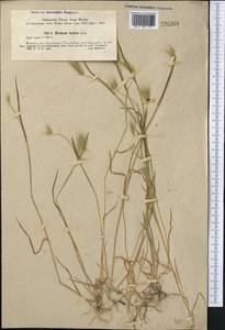 Hordeum marinum subsp. gussoneanum (Parl.) Thell., Middle Asia, Syr-Darian deserts & Kyzylkum (M7) (Kazakhstan)