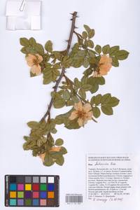 Rosa balsamica Besser, Eastern Europe, North Ukrainian region (E11) (Ukraine)