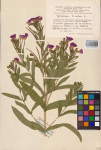 Epilobium hirsutum L., Eastern Europe, Lithuania (E2a) (Lithuania)