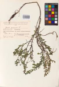 Genista germanica L., Eastern Europe, Western region (E3) (Russia)