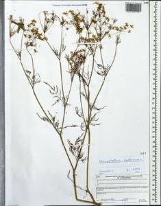 Chaerophyllum bulbosum L., Eastern Europe, Central forest region (E5) (Russia)