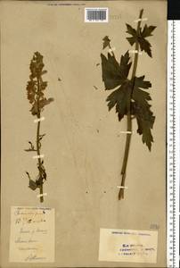 Aconitum septentrionale Koelle, Eastern Europe, Eastern region (E10) (Russia)