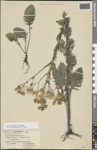 Jacobaea ferganensis (Schischk.) B.Nord., Eastern Europe, Central forest-and-steppe region (E6) (Russia)