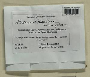 Heterocladiella dimorpha (Brid.) Ignatov & Fedosov, Bryophytes, Bryophytes - Chukotka & Kamchatka (B21) (Russia)