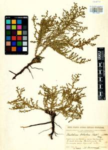 Kalidium foliatum (Pall.) Moq., Siberia, Baikal & Transbaikal region (S4) (Russia)