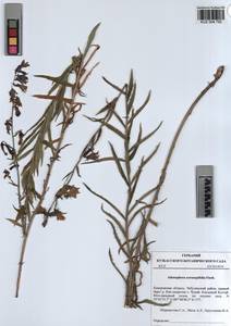 KUZ 004 792, Adenophora gmelinii subsp. gmelinii, Siberia, Altai & Sayany Mountains (S2) (Russia)