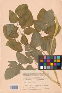 Laserpitium latifolium L., Eastern Europe, Central region (E4) (Russia)