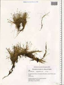 Eleocharis acicularis (L.) Roem. & Schult., Eastern Europe, Central forest region (E5) (Russia)