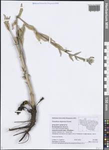 Oenothera villosa subsp. villosa, Eastern Europe, Central region (E4) (Russia)