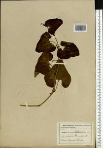 Aristolochia clematitis L., Eastern Europe, Central region (E4) (Russia)