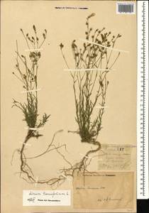 Linum tenuifolium L., Caucasus, Dagestan (K2) (Russia)