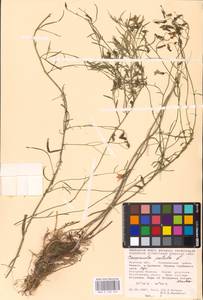 Campanula patula L., Eastern Europe, Central forest-and-steppe region (E6) (Russia)