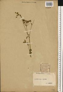 Heracleum sphondylium subsp. sibiricum (L.) Simonk., Eastern Europe, Central forest-and-steppe region (E6) (Russia)