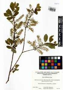 Salix bebbiana Sarg., Siberia, Baikal & Transbaikal region (S4) (Russia)