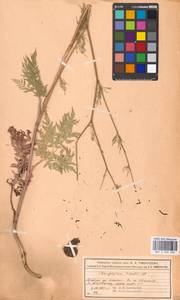 Chaerophyllum prescottii DC., Eastern Europe, Moscow region (E4a) (Russia)