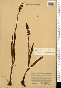Gymnadenia conopsea (L.) R.Br., Caucasus, Stavropol Krai, Karachay-Cherkessia & Kabardino-Balkaria (K1b) (Russia)