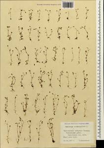 Saxifraga tridactylites L., Caucasus, Black Sea Shore (from Novorossiysk to Adler) (K3) (Russia)