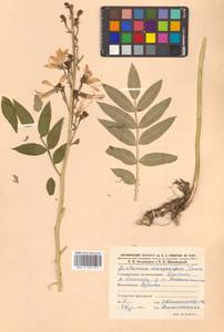 Dictamnus dasycarpus Turcz., Siberia, Russian Far East (S6) (Russia)