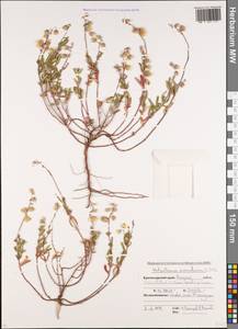 Helianthemum nummularium (L.) Mill., Caucasus, Krasnodar Krai & Adygea (K1a) (Russia)