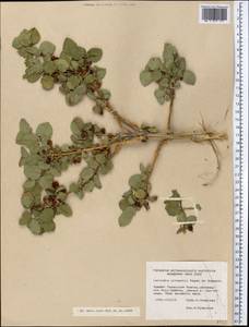 Lonicera altmannii Regel & Schmalh., Middle Asia, Western Tian Shan & Karatau (M3) (Kazakhstan)