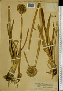 Allium nutans L., Middle Asia, Muyunkumy, Balkhash & Betpak-Dala (M9) (Kazakhstan)