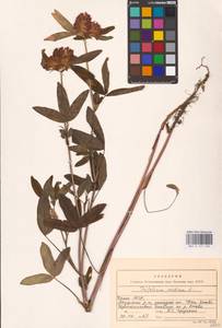 Trifolium medium L., Eastern Europe, Northern region (E1) (Russia)