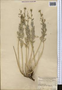 Reaumuria alternifolia subsp. alternifolia, Middle Asia, Northern & Central Tian Shan (M4) (Kyrgyzstan)