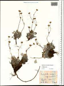 Potentilla nivea L., Siberia, Chukotka & Kamchatka (S7) (Russia)