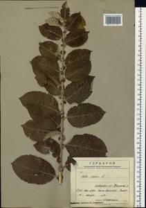 Salix caprea L., Siberia, Russian Far East (S6) (Russia)