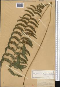 Thelypteris palustris Schott, Middle Asia, Dzungarian Alatau & Tarbagatai (M5) (Kazakhstan)