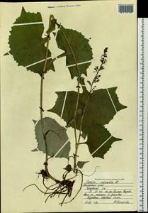 Parasenecio auriculata (DC.) J. R. Grant, Siberia, Russian Far East (S6) (Russia)