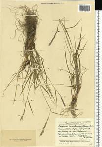Elymus macrourus (Turcz.) Tzvelev, Eastern Europe, Northern region (E1) (Russia)