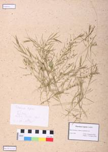 Thesium repens Ledeb., Siberia, Central Siberia (S3) (Russia)