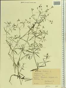 Cynanchica tinctoria (L.) Fourr., Eastern Europe, Central forest-and-steppe region (E6) (Russia)